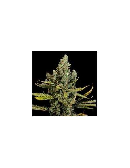 VIP SEEDS - Cheese - 1