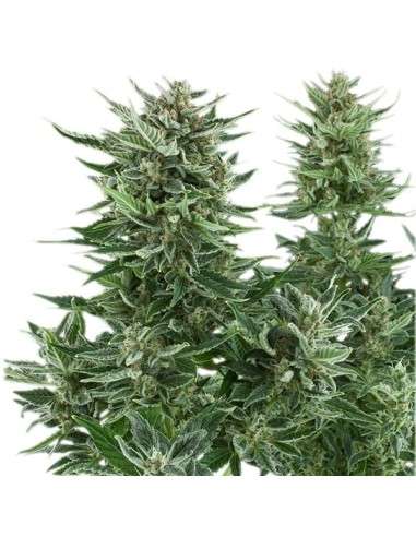 ROYAL QUEEN SEEDS - Easy Bud Auto - 4