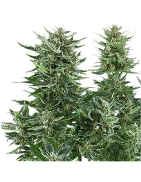 ROYAL QUEEN SEEDS - Easy Bud Auto - 4