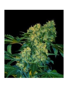 VIP SEEDS - Chingis Khan - 1