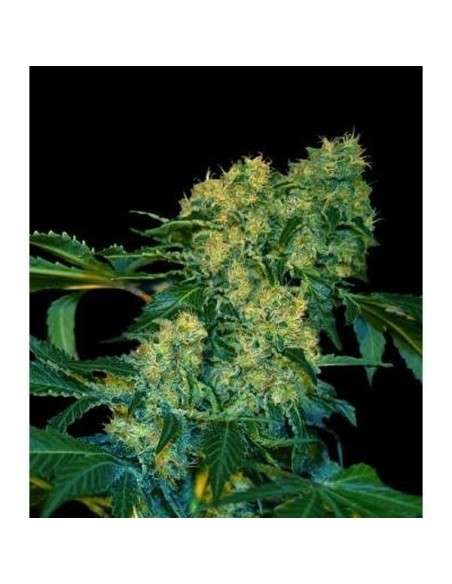 VIP SEEDS - Chingis Khan - 1