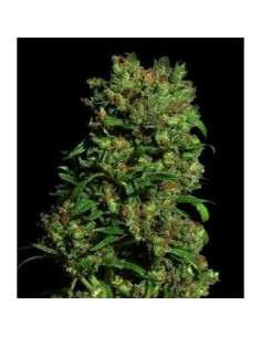 VIP SEEDS - Critical Vip - 1