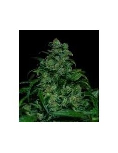 VIP SEEDS - Tank - 1