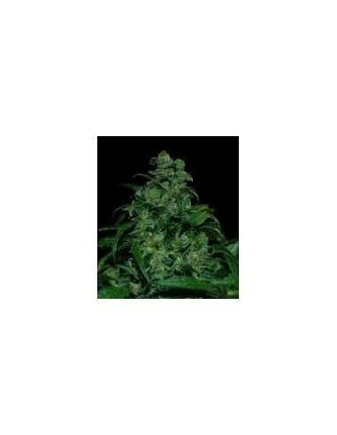 VIP SEEDS - Tank - 1