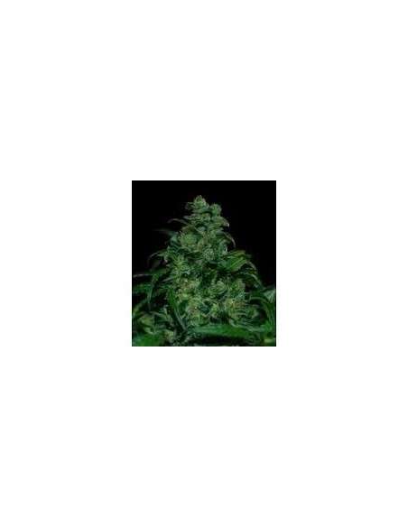 VIP SEEDS - Tank - 1