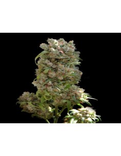 VIP SEEDS - White Spanish - 1