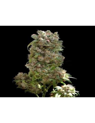 VIP SEEDS - White Spanish - 1