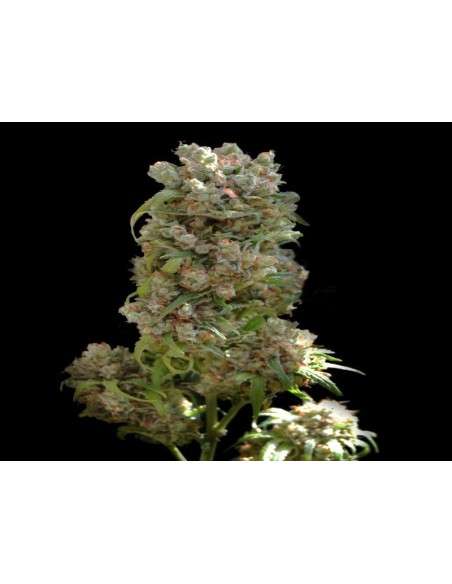 VIP SEEDS - White Spanish - 1