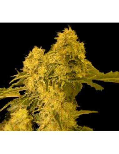VIP SEEDS - Torpedo - 1