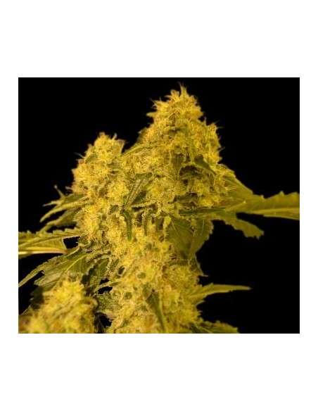 VIP SEEDS - Torpedo - 1