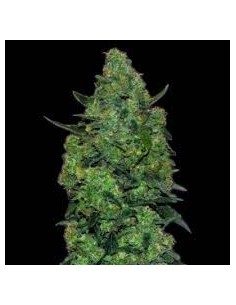 VIP SEEDS - Membrana Hyperauto - 1