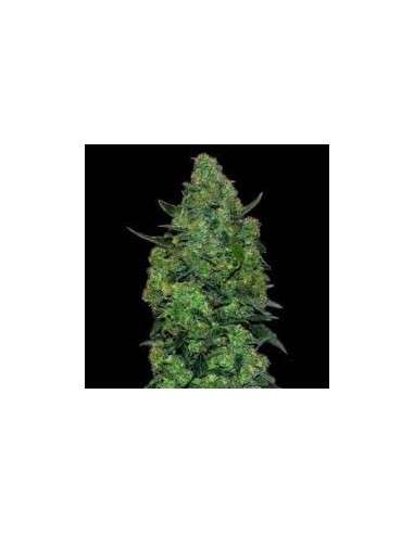 VIP SEEDS - Membrana Hyperauto - 1