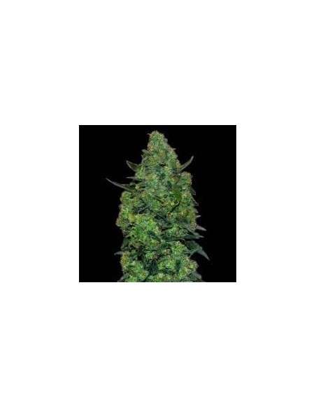 VIP SEEDS - Membrana Hyperauto - 1