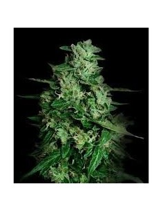 VIP SEEDS - Northern Delights Auto - 1