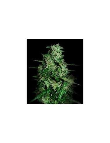 VIP SEEDS - Northern Delights Auto - 1