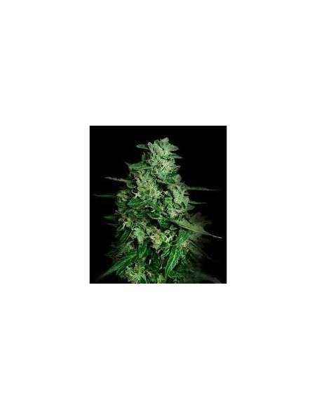 VIP SEEDS - Northern Delights Auto - 1
