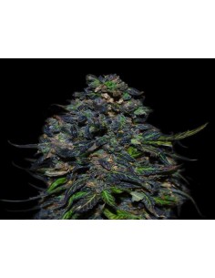 VIP SEEDS - Taison Auto - 1