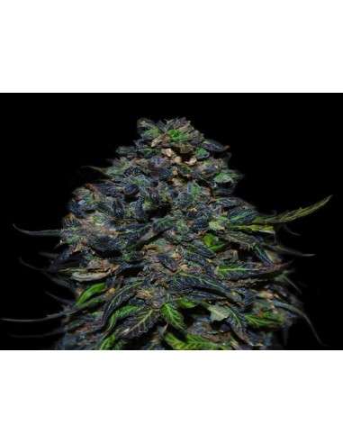 VIP SEEDS - Taison Auto - 1