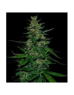 VIP SEEDS - Timanfaya - 1