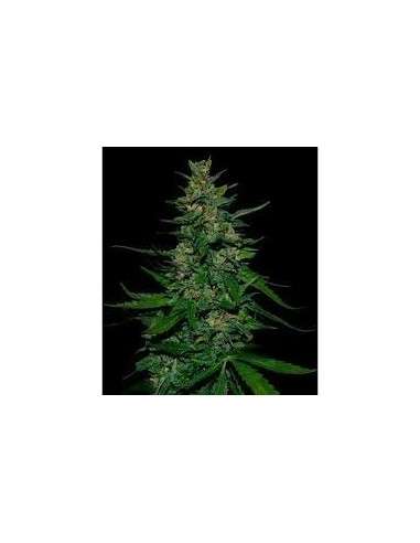VIP SEEDS - Timanfaya - 1