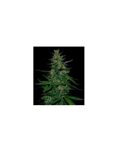 VIP SEEDS - Timanfaya - 1