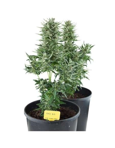 ROYAL QUEEN SEEDS - Easy Bud Auto - 5