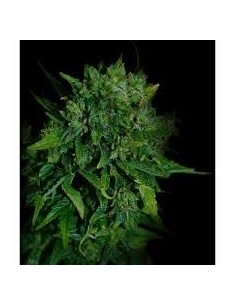 VIP SEEDS - VIP Auto - 1