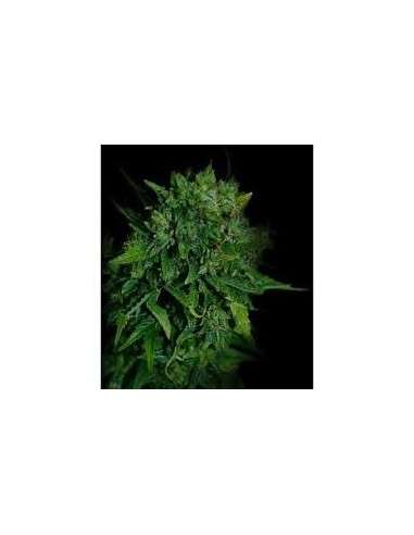 VIP SEEDS - VIP Auto - 1