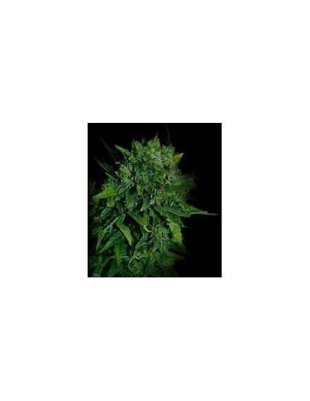 VIP SEEDS - VIP Auto - 1