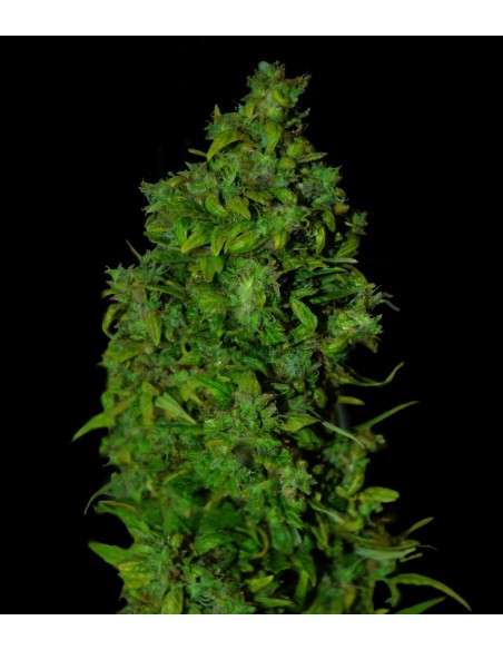 VIP SEEDS - VIP Dwarf - 1