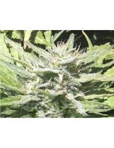 KAYA SPAIN QUALITY - CBD Afghan - 1