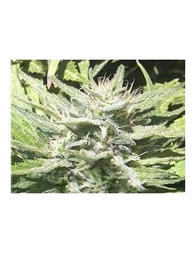 KAYA SPAIN QUALITY - CBD Afghan - 1
