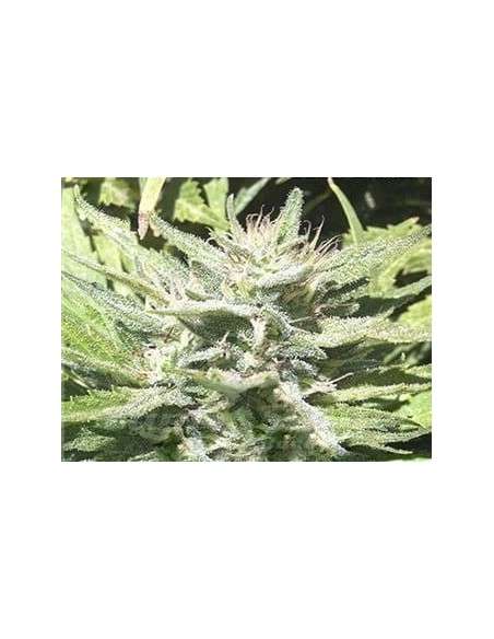 KAYA SPAIN QUALITY - CBD Afghan - 1