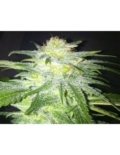KAYA SPAIN QUALITY - Super THC - 1