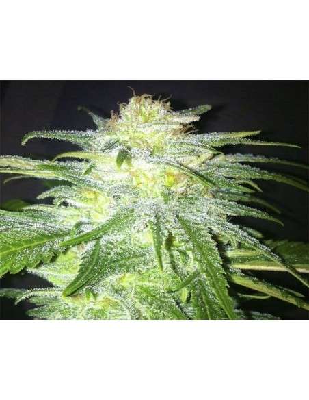 KAYA SPAIN QUALITY - Super THC - 1