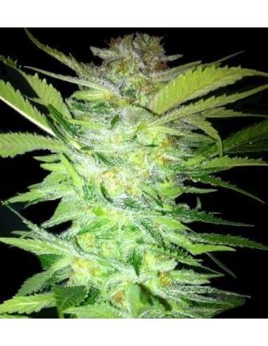KAYA SPAIN QUALITY - Tropical Power - 1