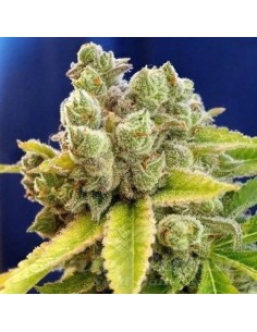 DEVIL'S HARVEST - Casey Jones - 1