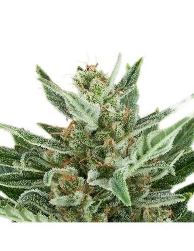 ROYAL QUEEN SEEDS - Easy Bud Auto - 6