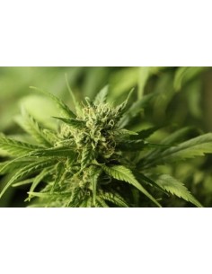 DEVIL'S HARVEST - Golden Haze - 1