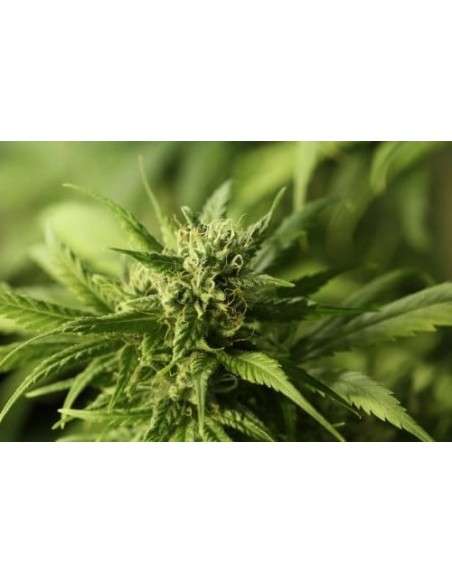 DEVIL'S HARVEST - Golden Haze - 1