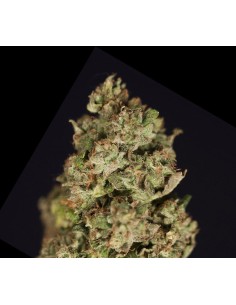DEVIL'S HARVEST - Kuchi - 1