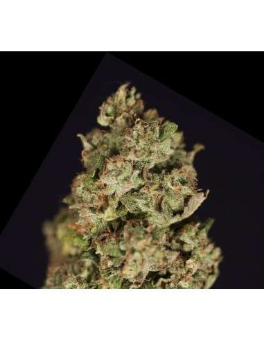 DEVIL'S HARVEST - Kuchi - 1