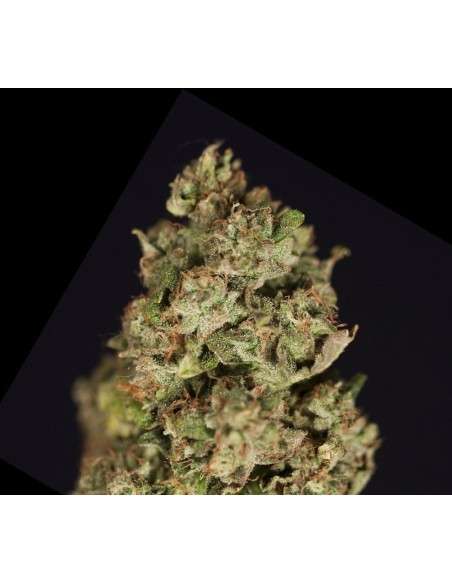 DEVIL'S HARVEST - Kuchi - 1