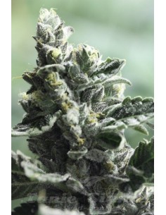 DEVIL'S HARVEST - Strawberry Sour Diesel - 1