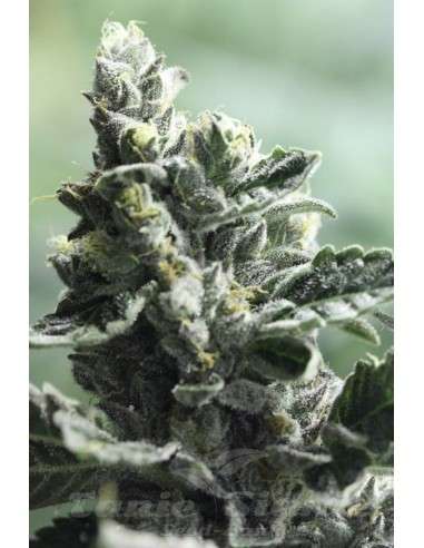 DEVIL'S HARVEST - Strawberry Sour Diesel - 1