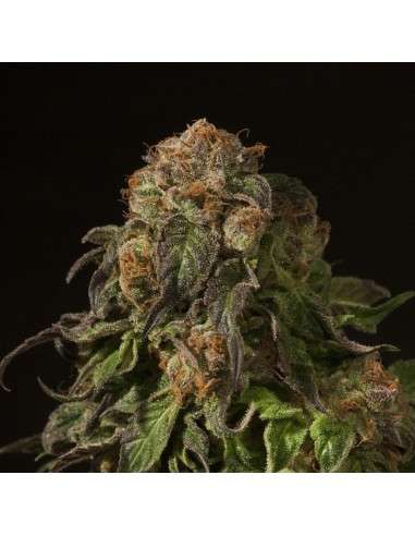 DEVIL'S HARVEST - Shoreline - 1