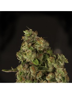 DEVIL'S HARVEST - OG Reek'N - 1