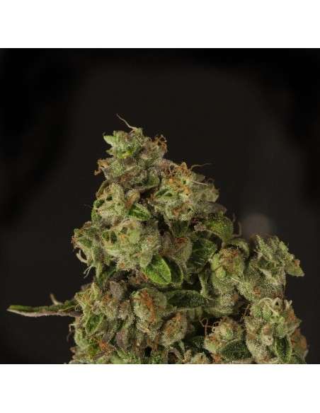 DEVIL'S HARVEST - OG Reek'N - 1