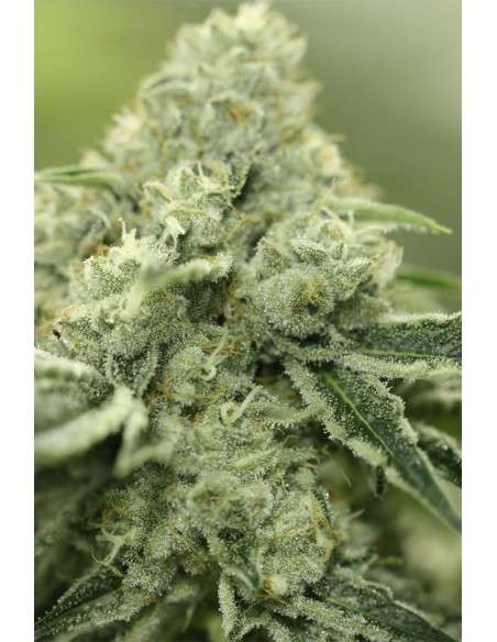 DEVIL'S HARVEST - Rollex OG Kush - 1