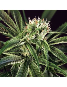 EXOTIC SEED - Amnesia 7 - 1